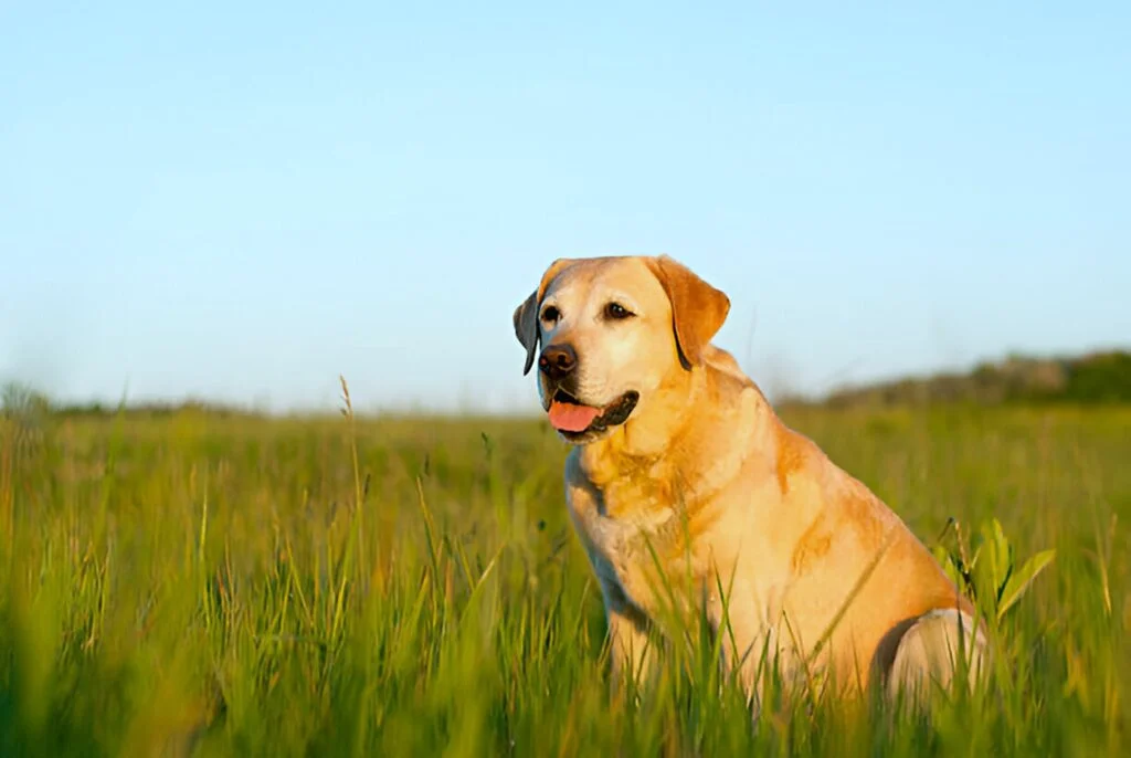 Labrador in field