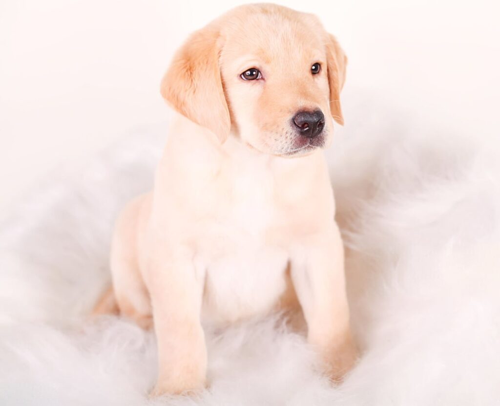 Puppyhood Is Your Labrador Always Begging? The Gene That Makes Fat Labradors Permanently Hungry