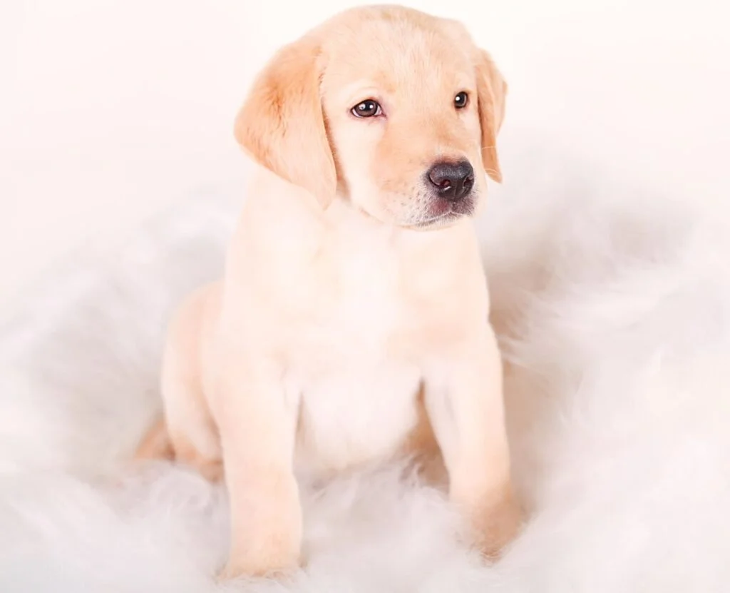 Puppyhood Is Your Labrador Always Begging? The Gene That Makes Fat Labradors Permanently Hungry