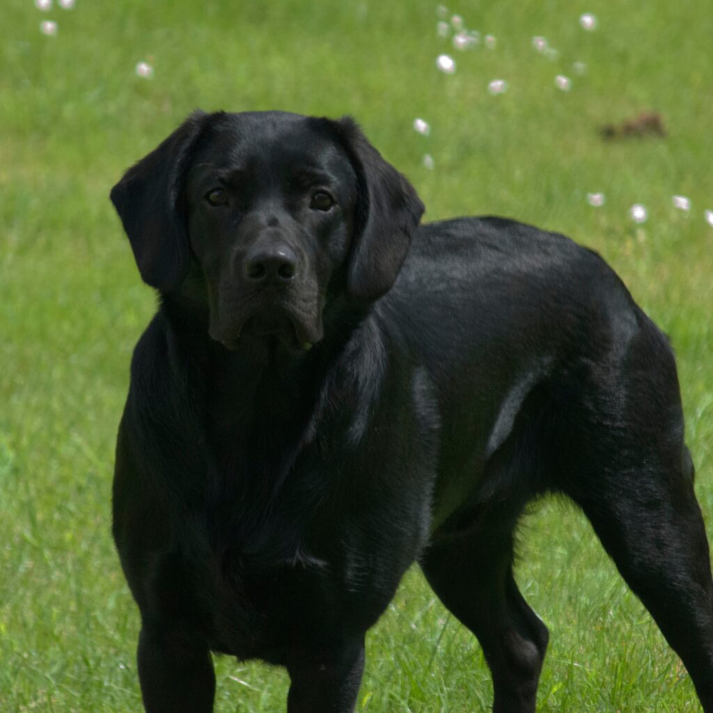 BLACK LAB AGGRESSIVE AND ALERT Are Black Labs Smart