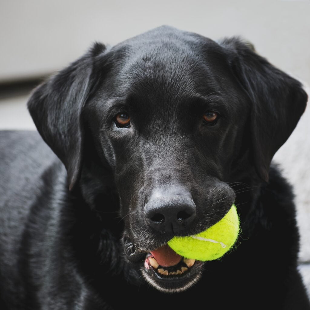 BLACK LAB AGGRESSIVE LOOK