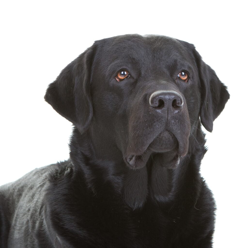 Are black labs aggressive