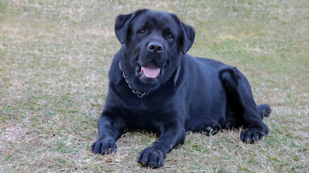 BLACK LABRADOR Food-Motivated Labs: Blessing or Challenge? Uncovering the Truth!