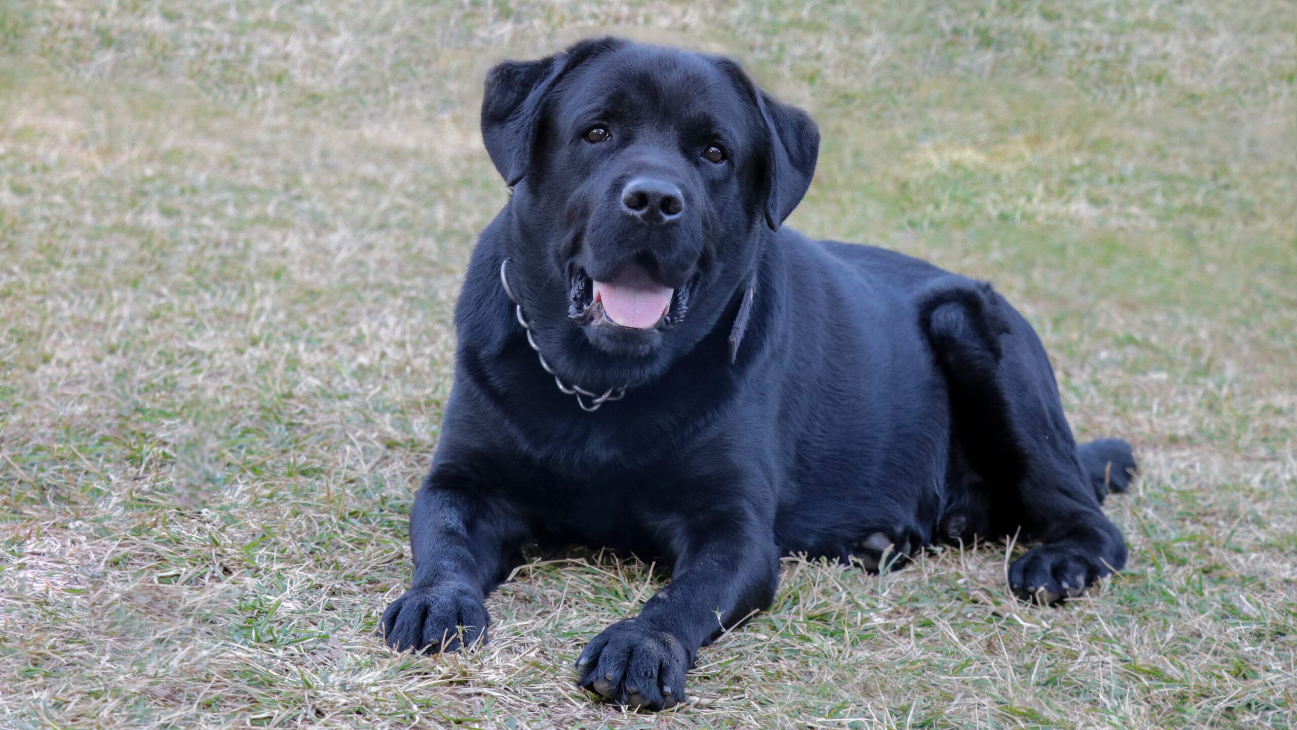 Are black labs hypoallergenic