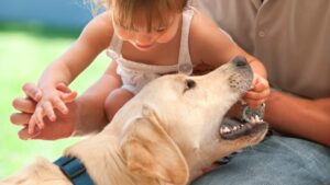 Do Labradors bite children