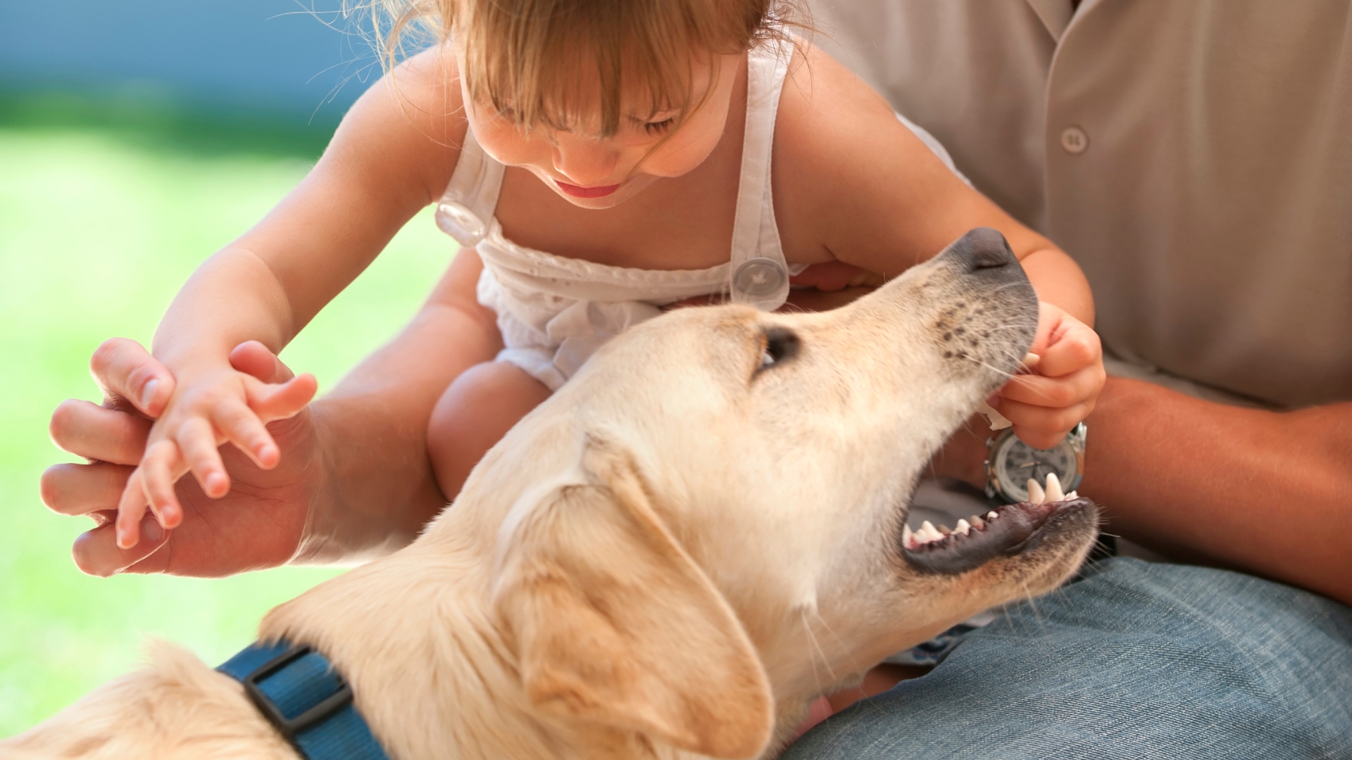 Do Labradors bite children