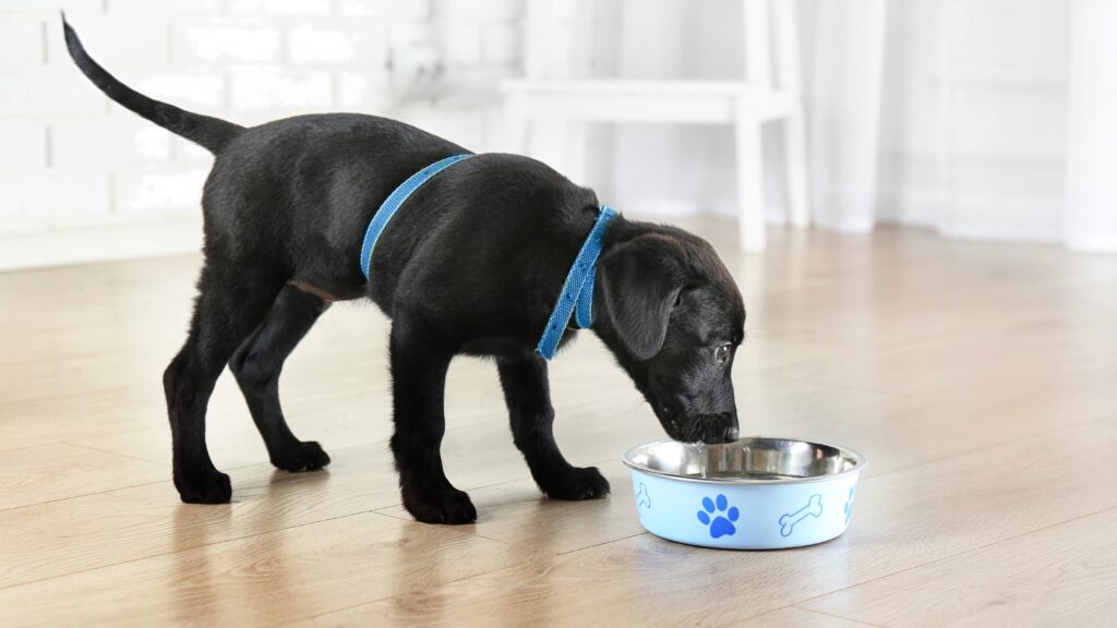 LAB DRINKING Endless Hunger: The Science Behind Why Labradors Are Always Hungry
