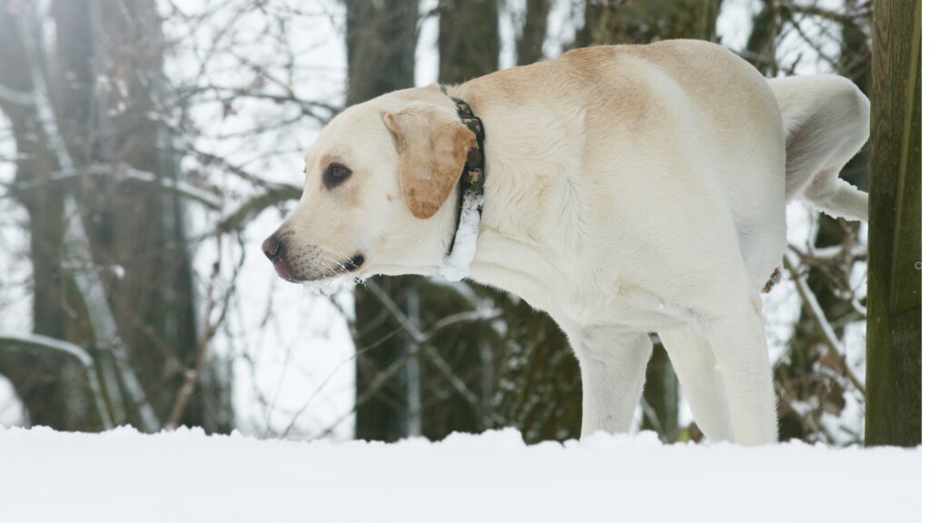 LAB PEEING Can Labradors be left alone for 8 hours