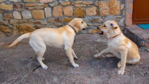 Do Labrador bite other dogs?