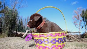 Unique Male Labrador Names with Meaning