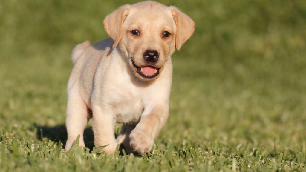 Walking labrador male puppy Unique Male Labrador Dog Names with Meanings
