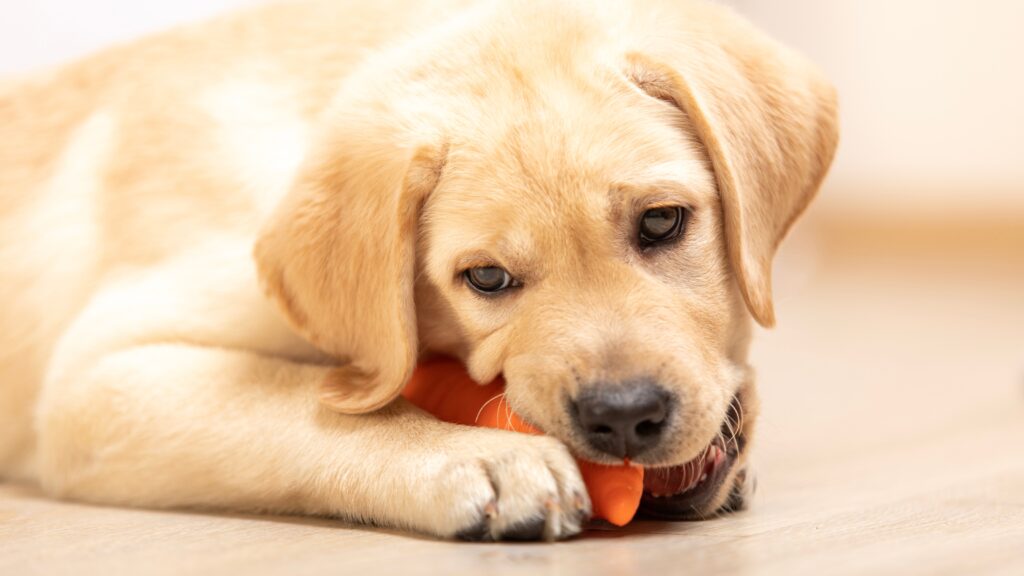 lab puppy biting1 Food-Motivated Labs: Blessing or Challenge? Uncovering the Truth!