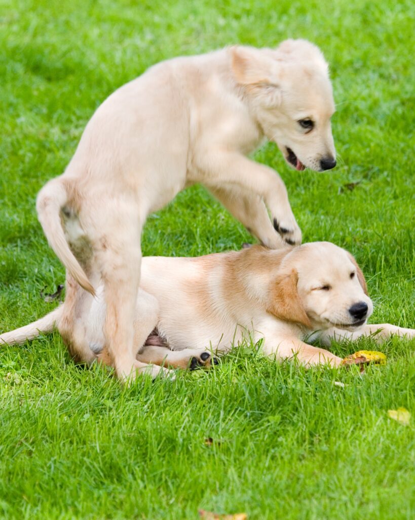 lab puppy playing