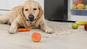Can Labradors Eat Apples