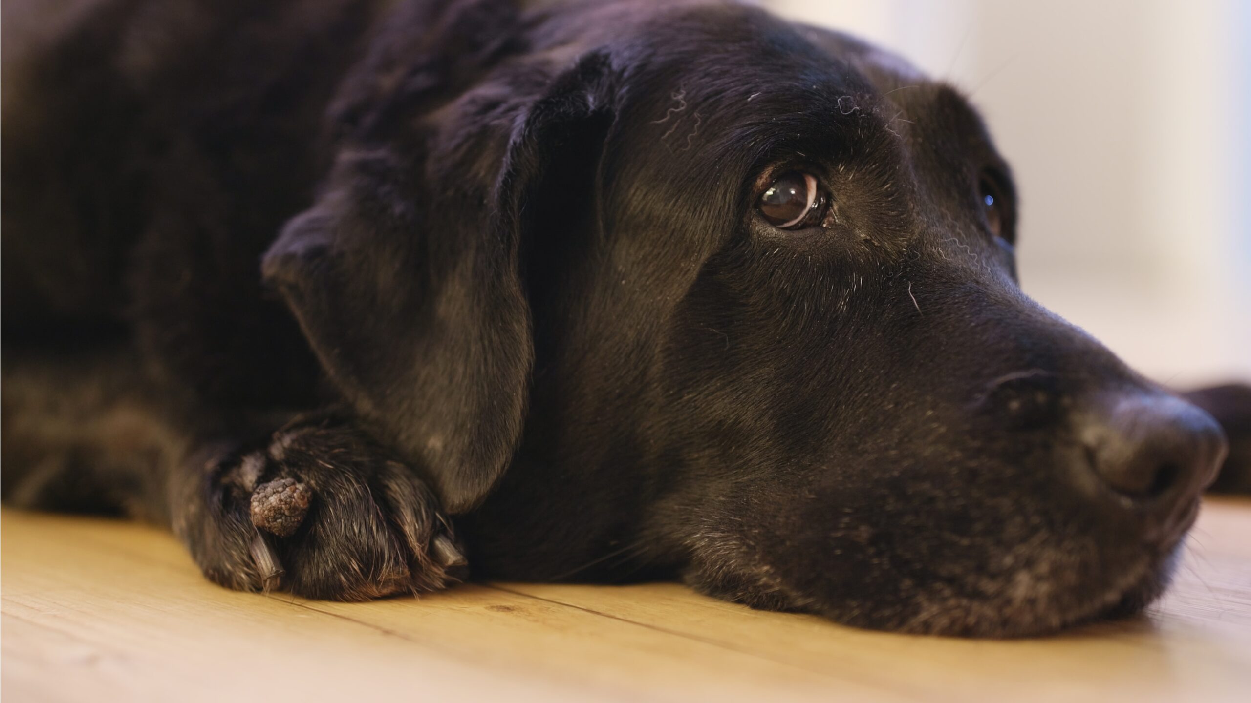 Can Labradors be left alone for 8 hours