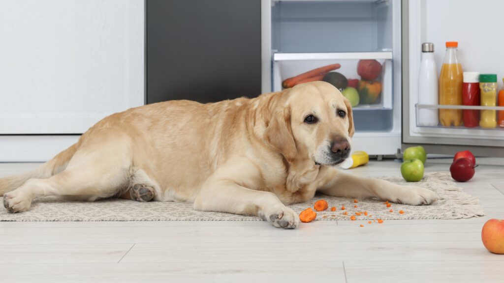 lab with apple6 Endless Hunger: The Science Behind Why Labradors Are Always Hungry