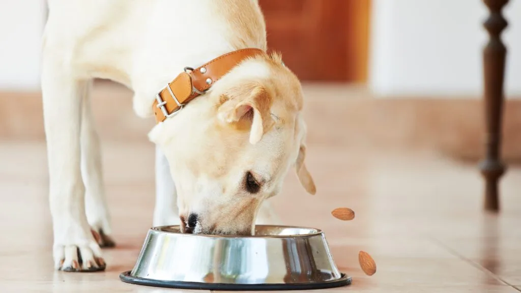 Labradors eat almonds Is Your Labrador Always Begging? The Gene That Makes Fat Labradors Permanently Hungry