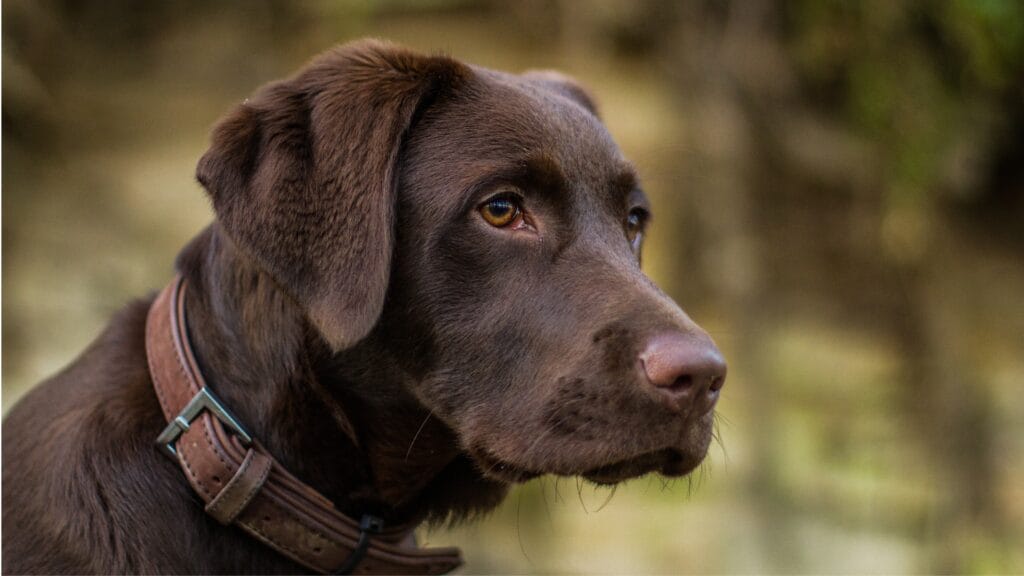 labrador Do Black Labs Have Black Gums