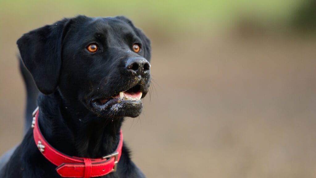 labrador being alert at the arrival of strangers Food-Motivated Labs: Blessing or Challenge? Uncovering the Truth!