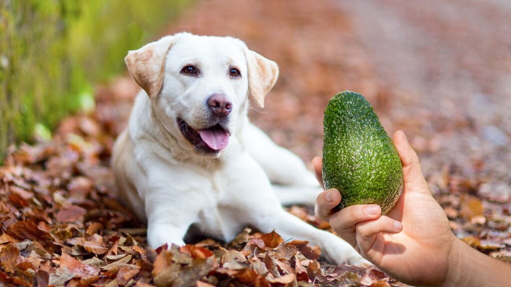 What happens if my Labrador eats avocados