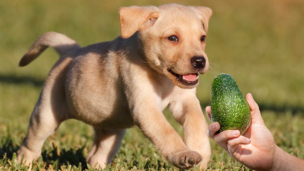 What happens if my Labrador eats avocados