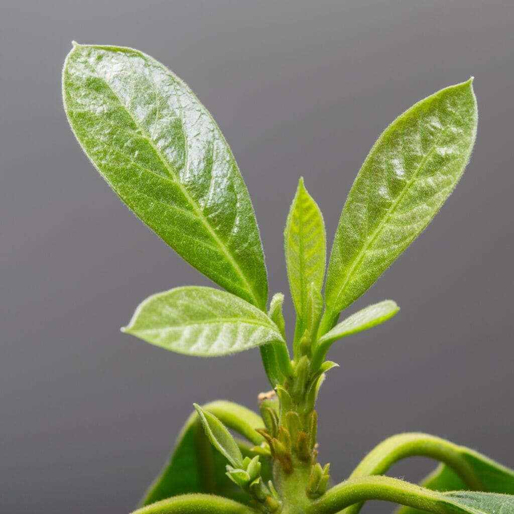 avocado leaves Can Labradors eat avocado