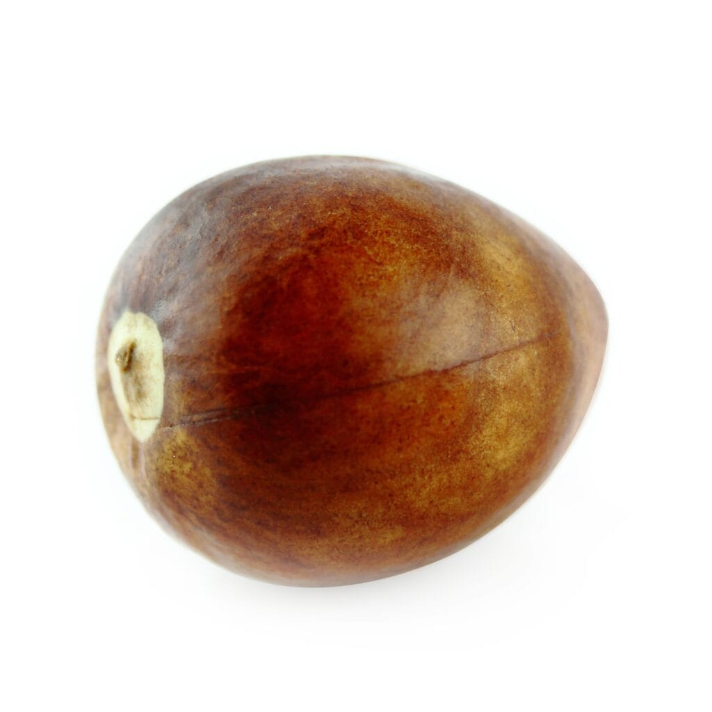 avocado seed or pit What happens if my Labrador eats avocados