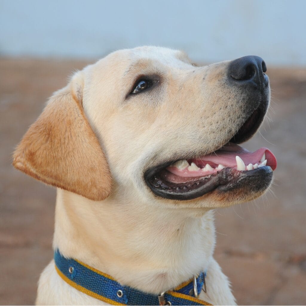 labrador Can Labradors eat avocado