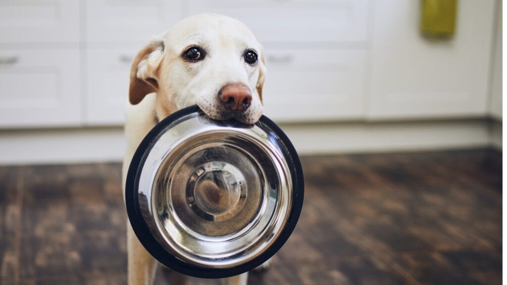 What happens if my Labrador eats avocados