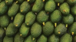 Can Labradors eat avocado