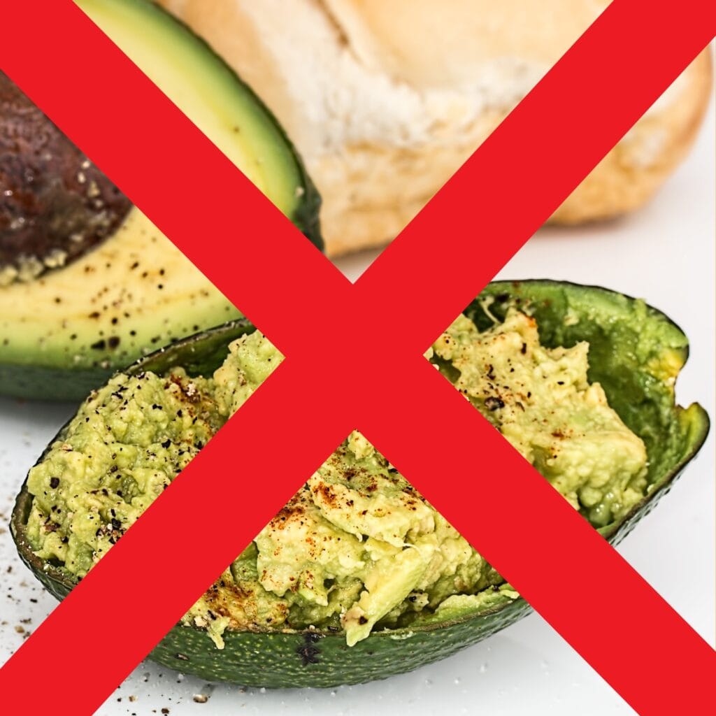 Avoid adding seasonings Safe way to feed avocado to Labrador