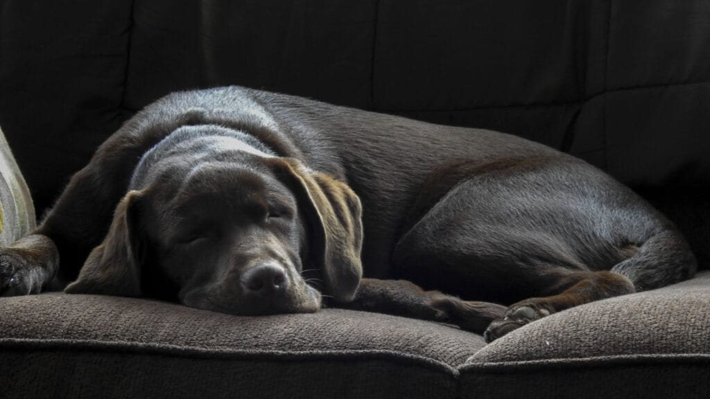 Behavioral changes Can labradors be allergic to avocado