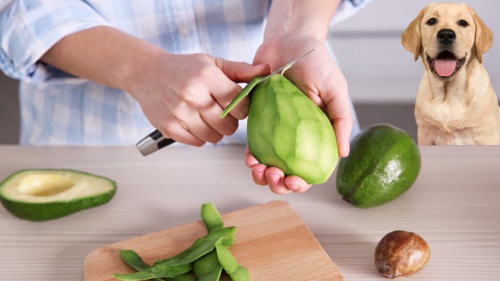 Can labradors be allergic to avocado