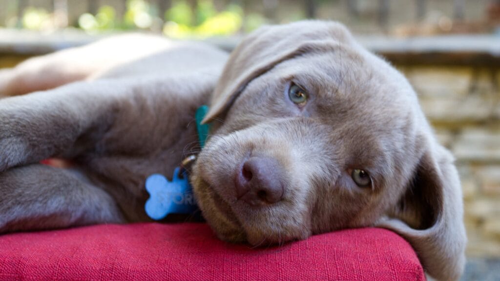 Cardiovascular symptoms Can labradors be allergic to avocado