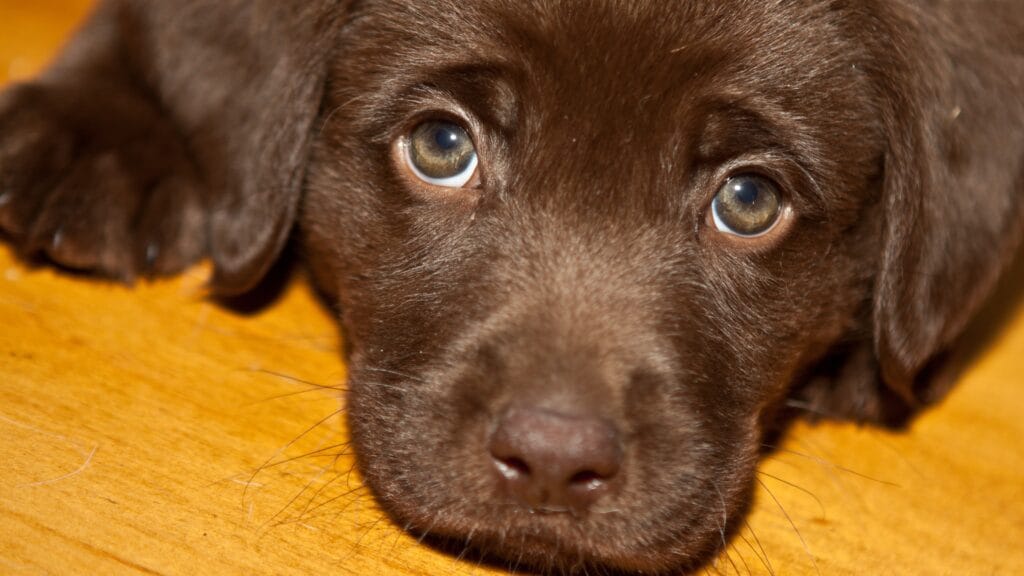 Changes in behavior Can labradors be allergic to avocado