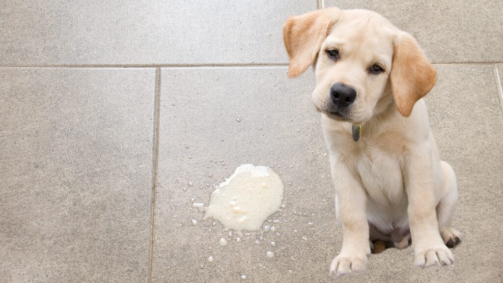 Gastrointestinal symptoms Can labradors be allergic to avocado