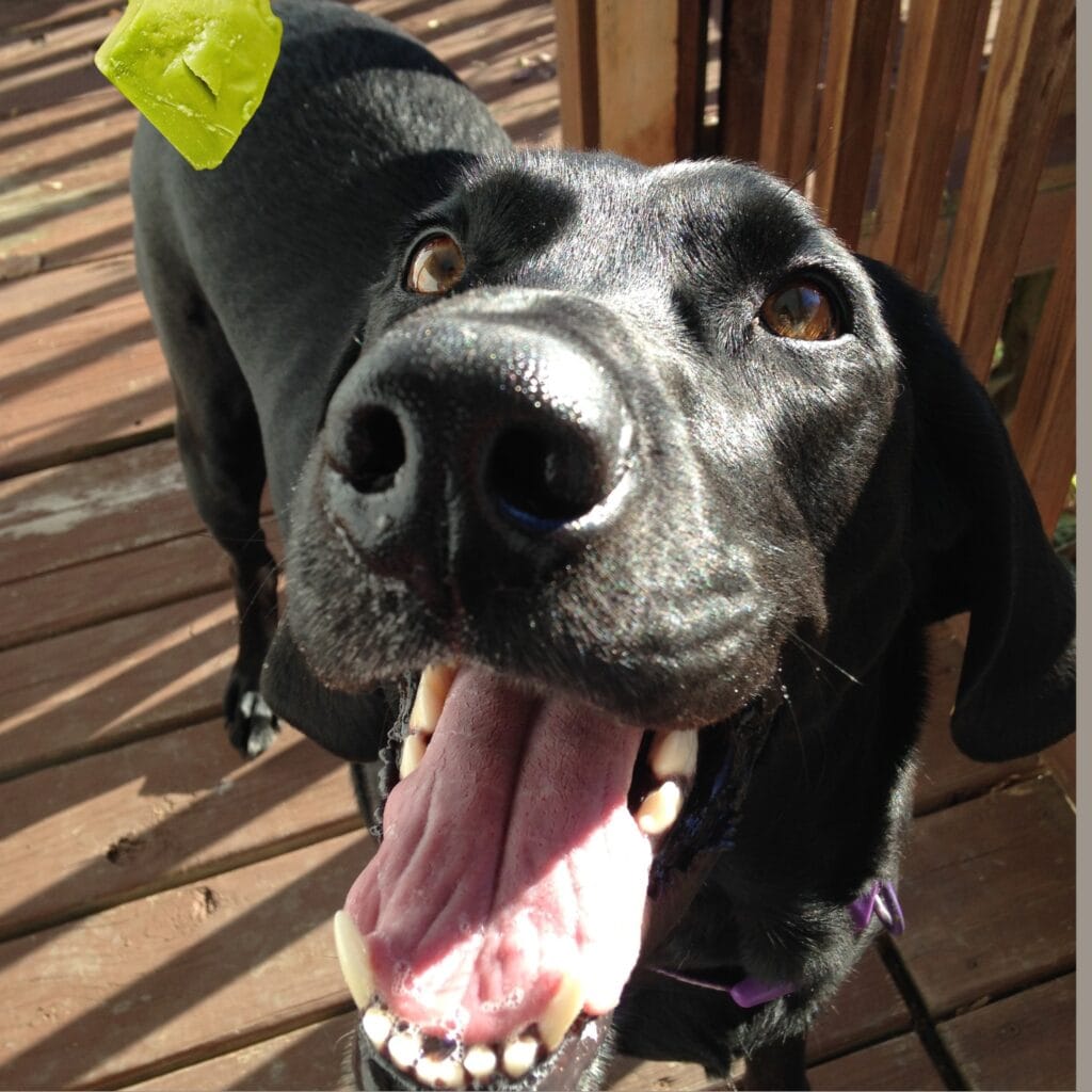 Give avocados as an occasional treat Safe way to feed avocado to Labrador