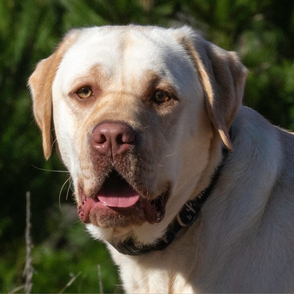 How much avocado is safe for Labrador