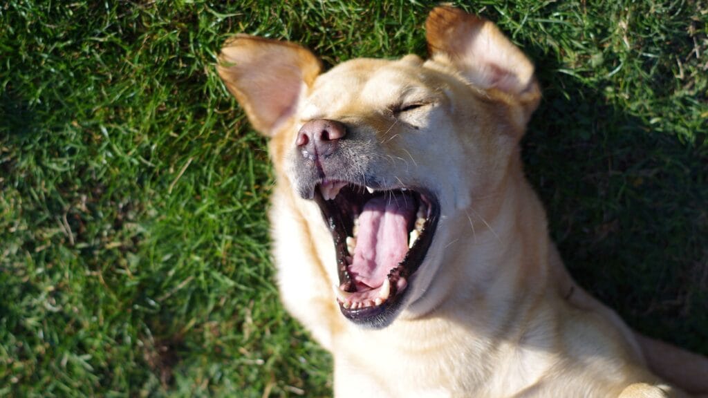 Respiratory problems Can labradors be allergic to avocado