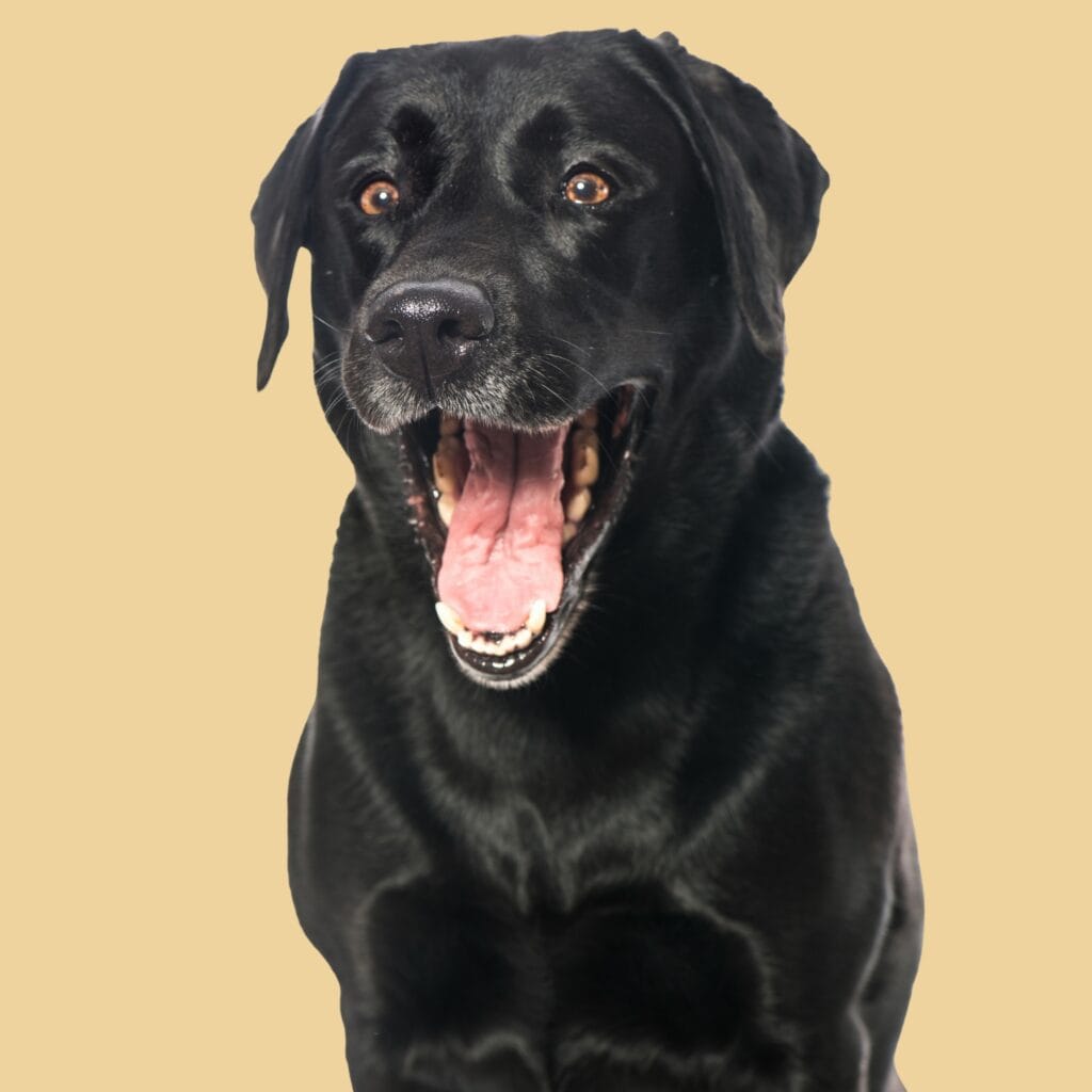 Respiratory symptoms Are Black Labs Smart