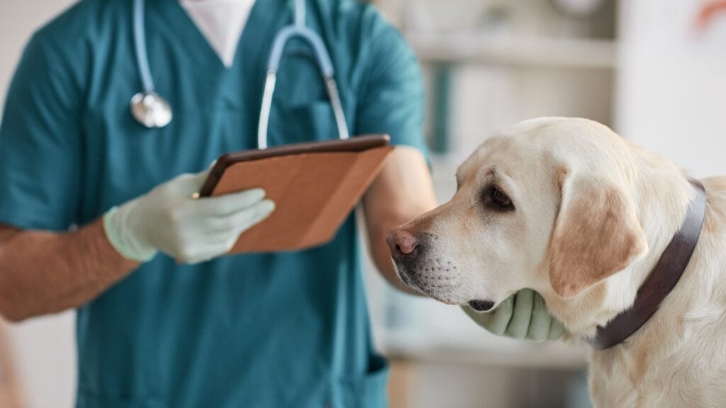 Serious and rare allergic reaction Can labradors be allergic to avocado
