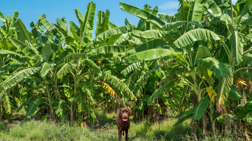 Can Labradors eat banana
