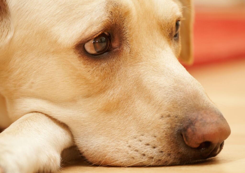 Anxiety or boredom Endless Hunger: The Science Behind Why Labradors Are Always Hungry