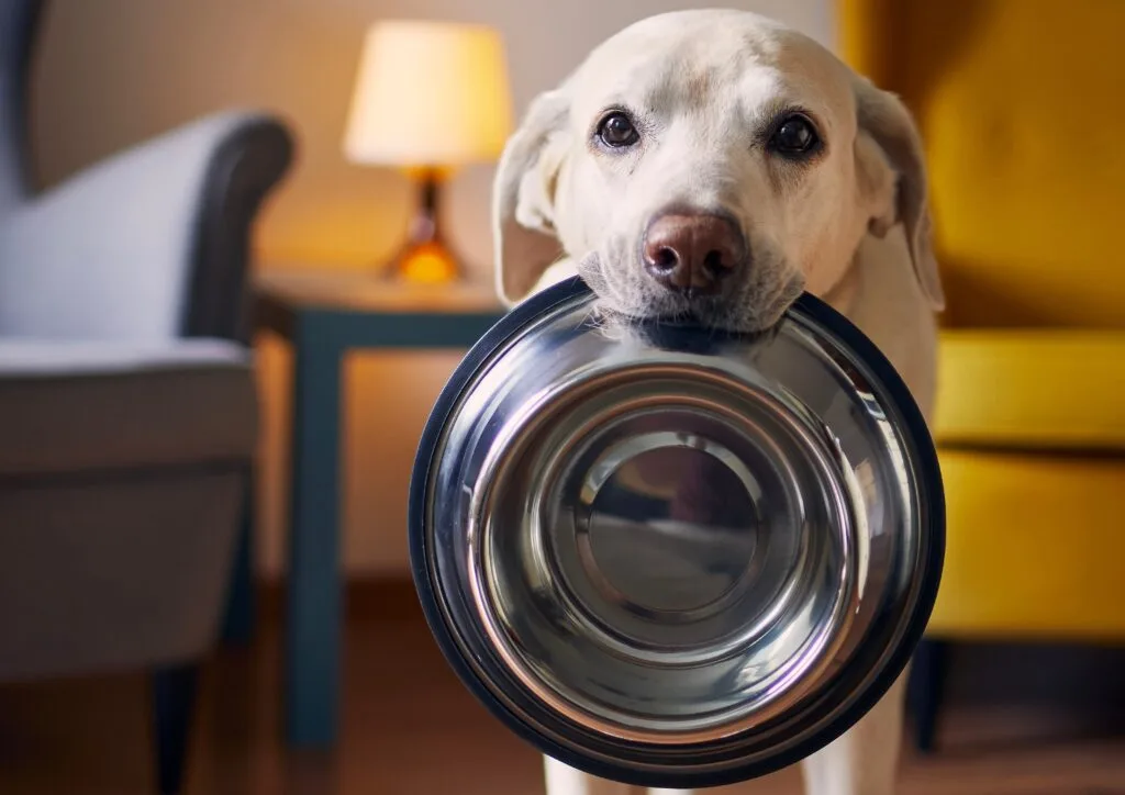 Begging behavior Is Your Labrador Always Begging? The Gene That Makes Fat Labradors Permanently Hungry