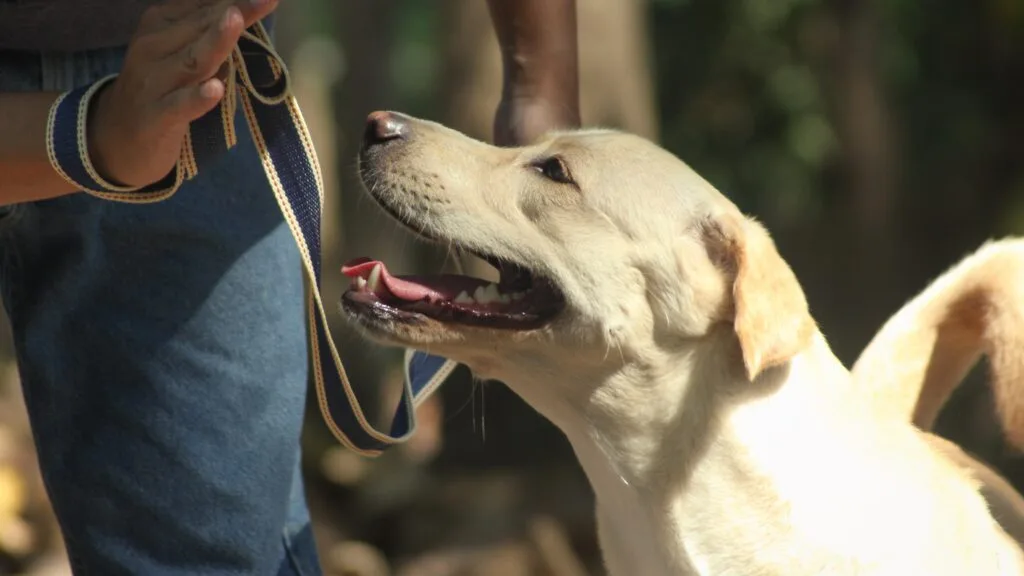 Easier training Is Your Labrador Always Begging? The Gene That Makes Fat Labradors Permanently Hungry