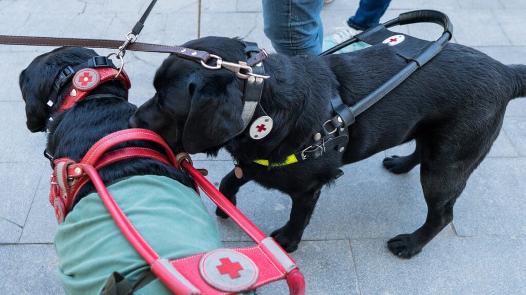 Easiest socialization Food-Motivated Labs: Blessing or Challenge? Uncovering the Truth!