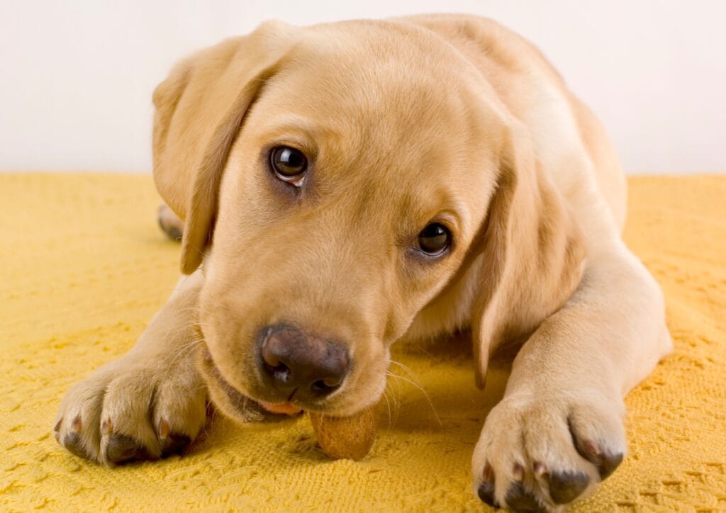 Eating more food than usual Endless Hunger: The Science Behind Why Labradors Are Always Hungry