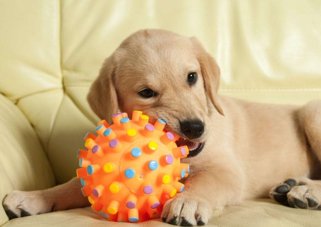 Eating non- edible items Endless Hunger: The Science Behind Why Labradors Are Always Hungry