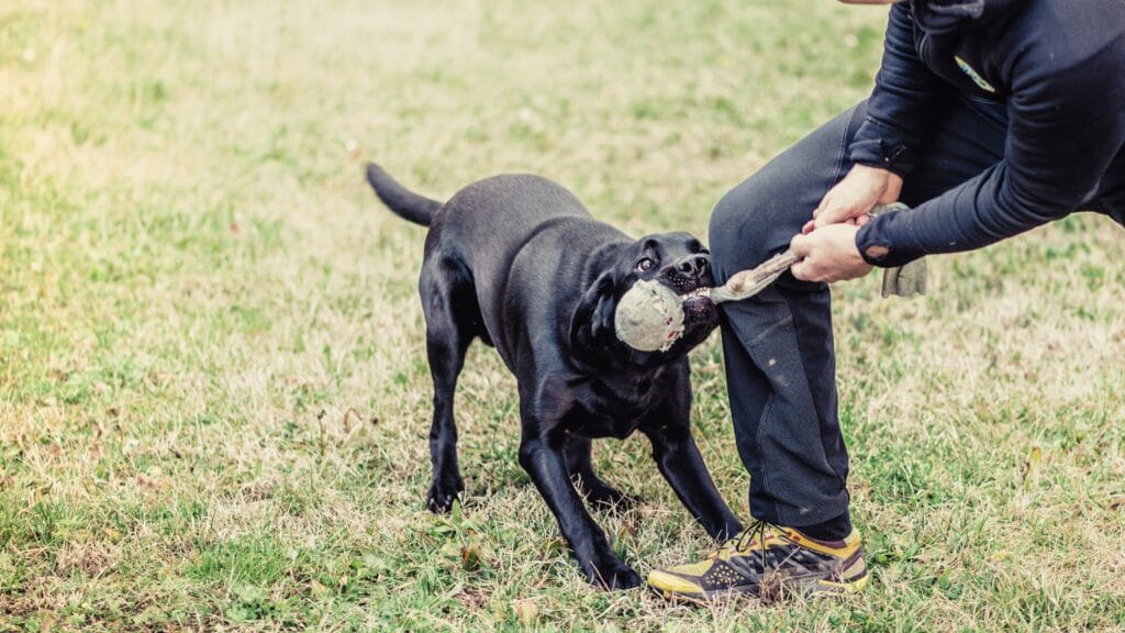 Encourages mental stimulation Do Labradors Sleep a Lot? The Secret to Their Energy!