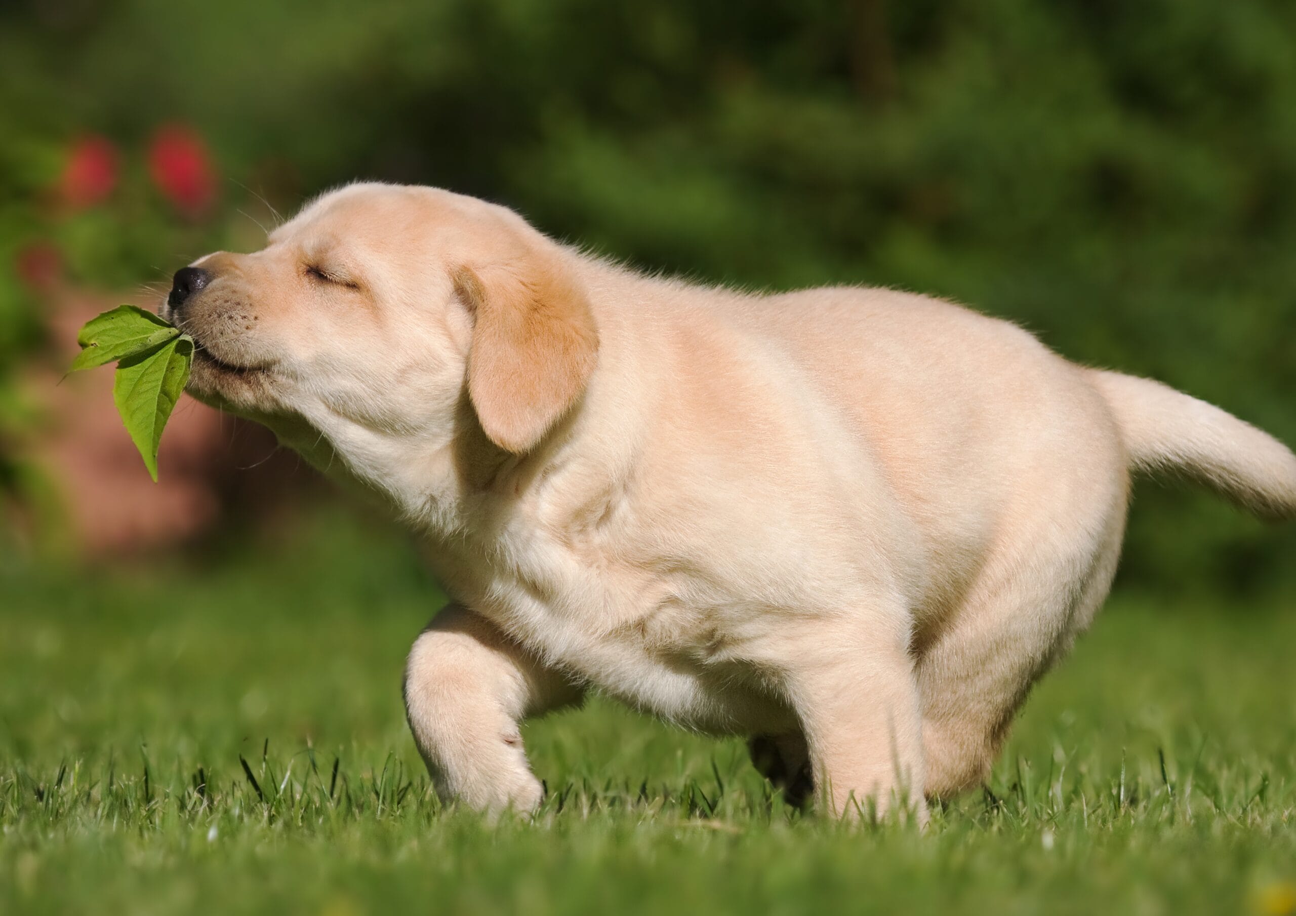 Endless Hunger The Science Behind Why Labradors Are Always Hungry